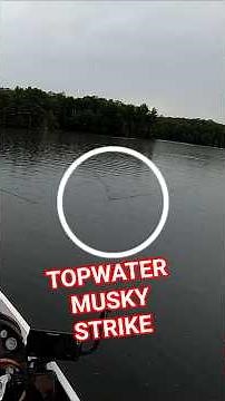 Musky topwater strike! #fishing #muskyfishing #wisconsin