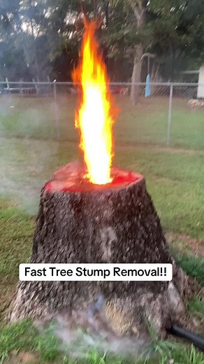 Fast DIY Tree Stump Removal Guide