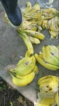 Guy Stomping bananas with Nike Air Force 1 in the Park