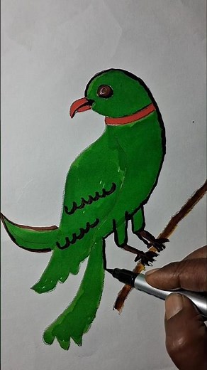 How to Colouring a Parrot | Easy Parrot Coloring for Beginners | Dhruvi Art