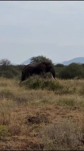 21K views · 417 reactions | The Elephant's Remarkable Intelligence...