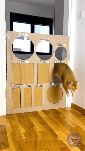 POV: Your Cat Is Training for the Olympics 🏅🐱