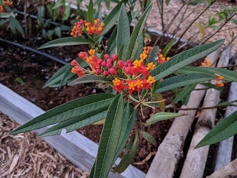 Propagating Tropical Milkweed