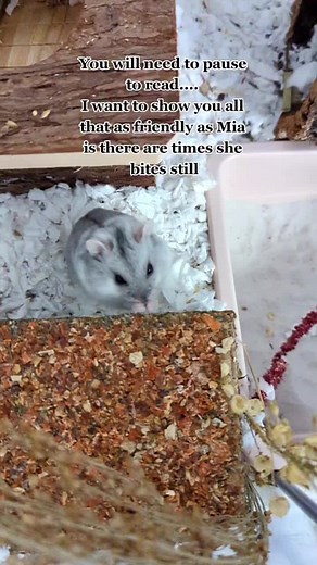 How to Handle Pet Mice Biting: Understanding Their Behavior