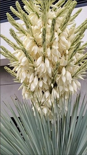 Amazing Yucca Flower, #yucca #flowers #viralshort #shortsfeed #gardeningtips #gardentricks