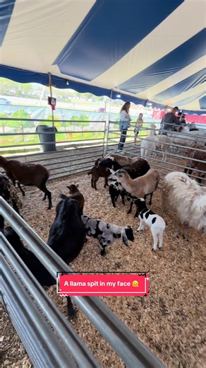 I was pissed 🤣 #laughing #llama | laugh