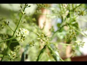 Avocado Flowers timelapse