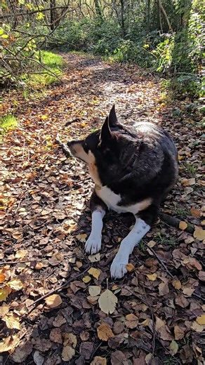 My dog routine กิจวัตรประจำวันสุนัขของฉัน