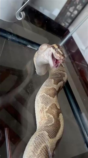 #ballpython #feedingtime #petsnake #reptiles #snakes #snakevideo #python #fyp #shortvideo