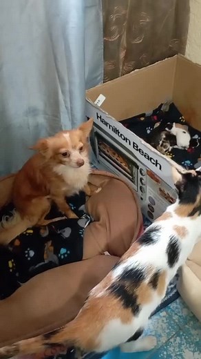 Ady Gutiérrez (la Karen) on TikTok