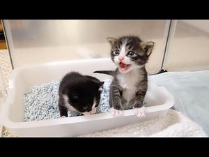 ミルクお願いしますよと、かわいい鳴き声でおねだりしてくる子猫たち【赤ちゃん猫 保護猫】