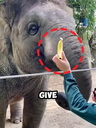Smart Elephant Demonstrates Coconut Opening Skill