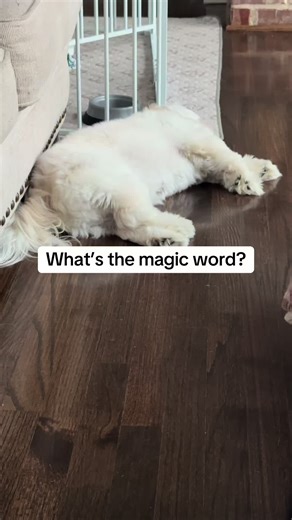 What’s the magic word?