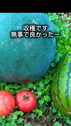 🔰ゼロから果樹園作り｜スイカトマト収穫🍅栗・百合・サルスベリの季節🌸