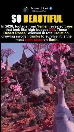 The Alien Island of Socotra