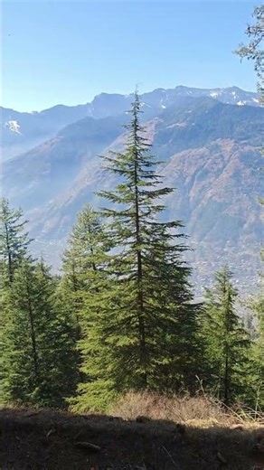 Trees Kissing the Sky, Hills Casting Their Gentle Shadows