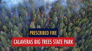 With the goal of protecting the health of the giant sequoias of , , and CAL FIRE recently conducted a prescribed fire within the highly sensitive and cherished ecosystem. More than 100 inter-agency firefighters treated over 1300 acres. This work is part of a larger fuel reduction effort that ties into a larger fuel break, protecting the local area from future fires. Besides the fire prevention aspects, these projects have incredible positive environmental impacts by releasing soil nutrients, rem
