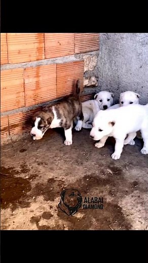 the beautiful puppy's alabai 😍😍😍👍🏼