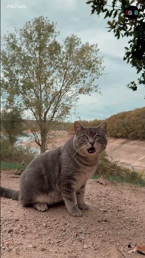 Cat Problems and Health Issues, 20 Rabies part 1, #shorts #short #shortsvideo #cat #facts #animals