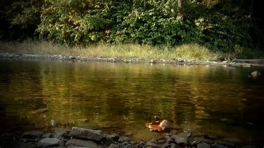 Nature, Creek, Landscape. Free Stock Video