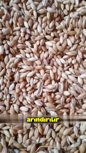 🌱🐄 Topraksız Arpa Çimiyle Daha Sağlıklı Hayvanlar! Amerika’daki büyük hayvancılık çiftliklerinde inek ve koyunlara “hidroponik arpa çimi” adı verilen, topraksız yetiştirilen özel bir yem veriliyor. Arpa tohumları tepsilerde 7–9 günde yeşeriyor ve kökleriyle birlikte hayvanlara yediriliyor. Bu yöntemle hayvanların sağlığının desteklendiği ve süt veriminin artabildiği belirtiliyor. #hidroponik #arpacimi #hayvancılık | Mor Bilgin