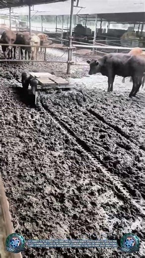 Smart Farm: Robotic Scraper Cleans Livestock Pens Daily 🐄