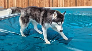 10K views · 783 reactions | What a crazy day! The dogs really wanted into the pool so Kira and Eleanor decided to just jump on the pool cover. I guess that's one way to get us to open the pool! Oh and we got another new ebike today so we all go for a fun ride! | Snow Dogs Vlogs | Facebook