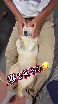 今日の目薬タイム あざとい編 #柴犬 #shibainu #柴犬ここ #癒し