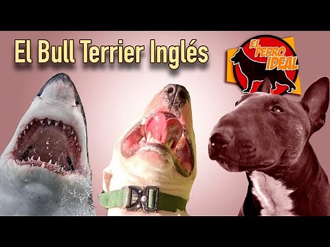 TODO sobre EL BULL TERRIER INGLÉS