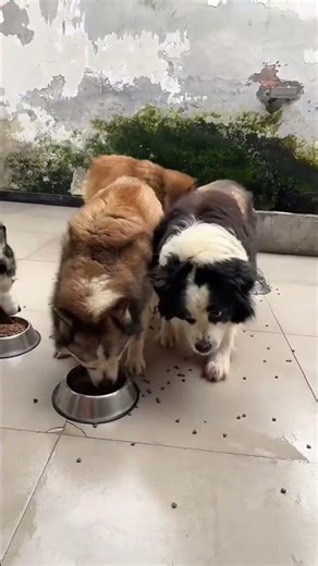 Border Collie vs Husky: The Ultimate Spiritual & Silly Show