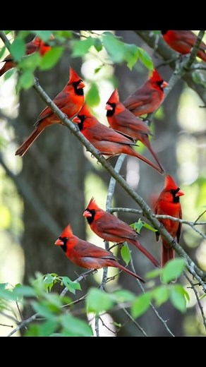 61 reactions · 10 comments | When nature gathers in red.❤️ #CardinalBird #RedBird #BirdWatching #NatureLovers #WildlifePhotography #CardinalMoments | Cardinal Fan's Society | Facebook