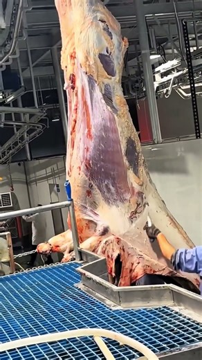 How Cattle Process in Factory - Best Beef Cutting