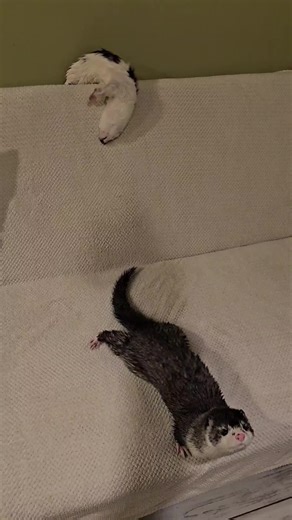 Keeping a Pet Mink: Tips and Care Guide