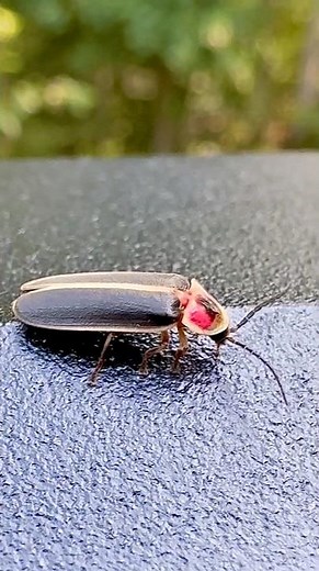 Up Close with a Lightning Bug ✨| Nature’s Tiny Lantern #buglife # #lightningbugs #bugs