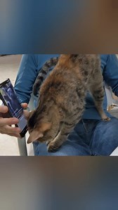 64K views · 689 reactions | Signs we noticed in our cat before...