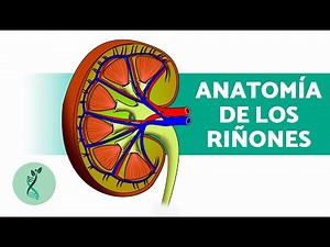 What is the function of the kidneys? 🧬 (Characteristics, Structure, and How They Work)