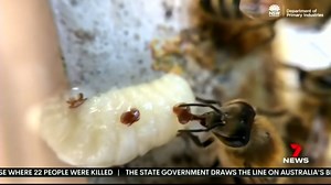 Riverina beekeepers are on the lookout for signs of varroa mite. Despite a helping hand to keep the outbreak within the region's eradication zones, it could still be a losing battle. Can you think of a better way to control the parasite? #7NewsRegional #7NewsWagga #varroamite | 7NEWS Riverina | Facebook