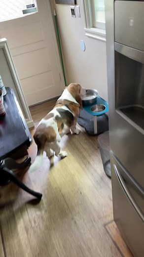 AYO‼️ We got autotune Winston wit da Milkbone😤🐶🦴🔥💯 a pt. 2 of sorts #winston #autotune #fyp #bigdawg #bassethound #legend