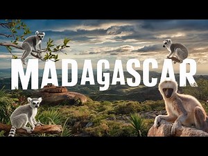 Madagascar's Unique Creatures: From Lemurs to Fossa