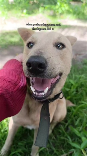 Aspin Dogs: Gentle, Loving, and Undeserving of Discrimination
