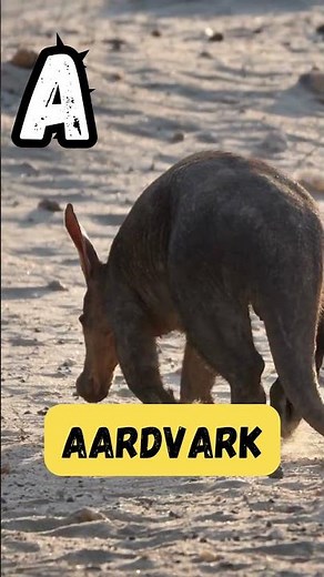 Alphabet Animals Begin Short | Episode 1 | 'A' for Antelope |#kids #abcd #viral #learning