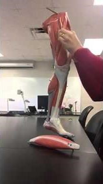Muscles of the leg practice quiz