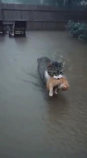 Brave Cat Saves Kittens 🐱💥 | Real Hero Moment Caught on Camera! 😱❤️