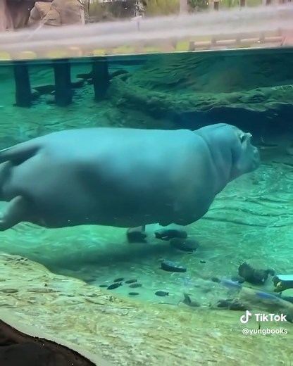 Hippo Swimming Underwater: Mesmerizing Footage