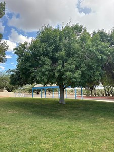 Fraxinus Velutina, Arizona Ash, Velvet Ash (100-seeds per Packet) - Etsy