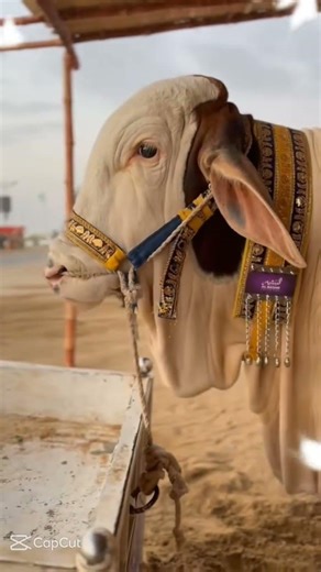 Eid UL adha pre pration ontop