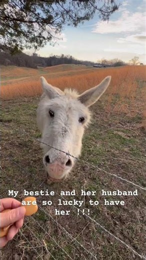 Vanilla wafers to everyone !!#shorts #cute #donkey #subscribe #love #protection #security #farmlife