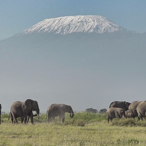 31K views · 534 reactions | Was this a part of the opening scene in The Lion King??!! | Rob The Ranger Wildlife Videos | Facebook