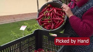 Hungarian Paprika (7oz, Sweet) Imported from Kalocsa, Hungary, in Canvas Bag, Incredible Flavor