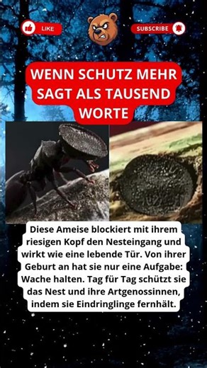 Ameisenschild, der alle seine Verbündeten schützt